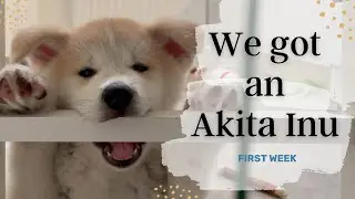 We adopted an Akita Inu! His first week