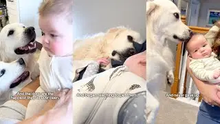 Adorable Baby and Dogs Become Best Friends