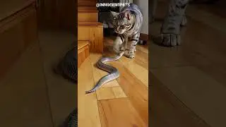 OMG! Cat faces snake &mdash; brave or just clueless? #cat​   #catandmouse​ #funny #trending