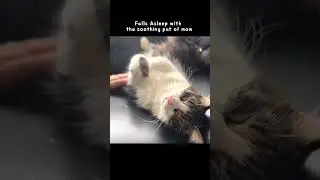 It&rsquo;s about mom￼. #healing #relaxing #cat #sleep #relax #cats #family #love #mom #shorts