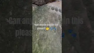 paw print in stone?! 🤔 can anyone please explain this to my dumb mind? how? how in the world??! 🤯