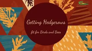 Getting Hedgerows Fit For Birds And Bees
