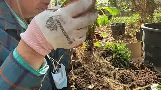 Propagate Golden Groundsel