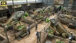 Raising a Healthy Green Iguana | Daily Care Routine Explained