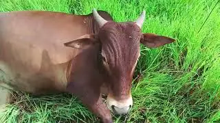 गुर रानात चरून करता येते आराम