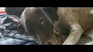Best Alarm Clocks for Dogs...