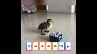 🐥 Even a Duck can code! #kaibot #stem #coding