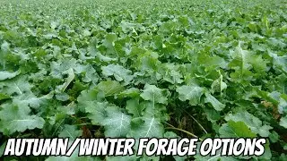 AUTUMN/WINTER FORAGE OPTIONS