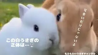 川から流れてきた人参…切ったらびっくり🐰🥕😳A Carrot from the River… We Cut It and GASP! 🐰🥕😳