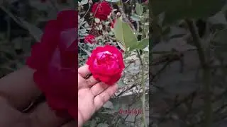 Always flower is my only crush... ❤️🌹 #youtubeshorts #flowers #mamataloveflower🌿🌹#flowers #nature