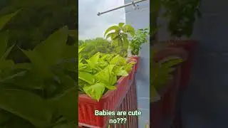 #trending#plants#care#nurture#life