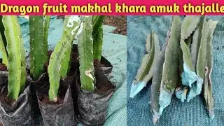 Dragon fruit char khara Asunta, Red velvet, golden yellow, taiwan pink, Manipur