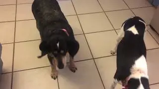 AMAZING Blue tick Coon Hound trick MUST SEE AMAZING