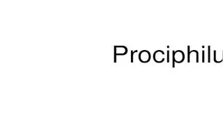 How to pronounce Prociphilus