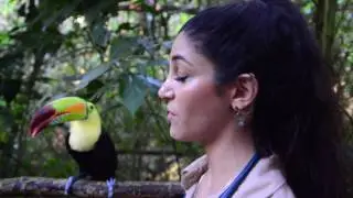 Learning About the Rainbow Billed Toucan from Runt the Toucan