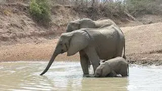 Last Waterhole Hide clips - October 2019