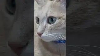 Кошечка смотрит куда то..😀🐈❄💚