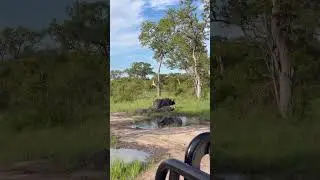 Стадо африканских капских буйволов | #буйвол #дикаяприрода #шорты