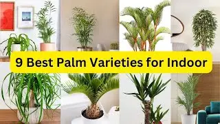 9 Types of Palm Plants to Grow Indoors/Outdoor palm plants/best indoor and outdoor palm plants