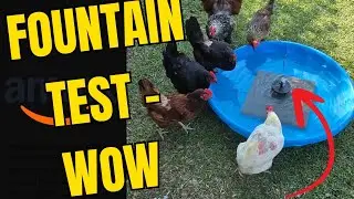 Amazon Solar water fountain review #backyardchickens #chickenwaterer