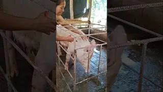 so close #pigindustry #pigfeed #pig #farming101 #animals #hogger #pigbreeding #cow #pigfarming #hog