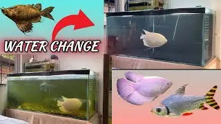 Crystal clear Water || Water change || Giant Gourami || flag tail || Newlight Aquaworld 