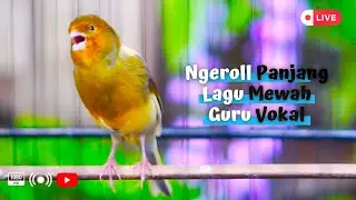Suara Burung Kenari Gacor Panjang! Cocok Buat Memancing Kenari Macet Biar Gacor Kembali