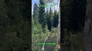 Bull elk answering cow elk calls