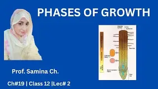 Phases of Growth in Plants | Cell Division, Elongation & Differentiation | Class 12 Biology Ch 19