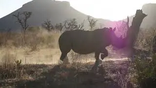 African hunting- Dangerous exciting hunts compilation