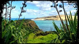 Exploring New Zealand's Kauri Coast 🇳🇿 BIGGEST Trees!!