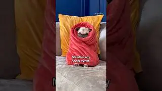 This couch potato needs to recover 🥔🪫 #pug #dog #funny