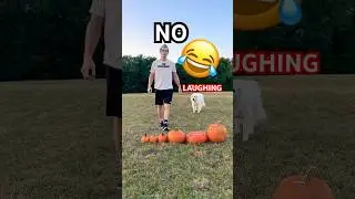 TRY NOT TO LAUGH COMPILATION 😂