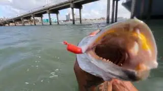 TROPICAL STORM=GATOR TROUT-U.S.S. LEXINGTON-CORPUS FISHING -PHILLP'S TACKLE-DEFINITIVE RODS-