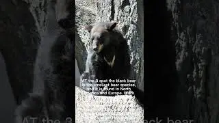 5 Most Dangerous Bears #shorts #grizzlybear #polarbear