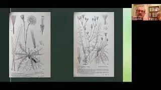 Plant ID Webinar with Stuart Hedley