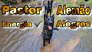 Pastor Alemão, levei os cães na cachoeira aqui na cidade de Congonhas 