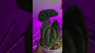House plants  - Sound viral #fyp #plants  #houseplants #soundviral