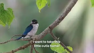 Avitourism.org - Birding birdwatching birds