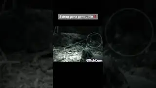 L&auml;ngst ausgestorbene Tiere die Live gesichtet wurden 😳