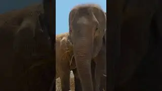 Elephants eating viewed up close #ElephantFeast #wildlife #elephant #ElephantBehavior #GentleGiants