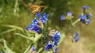 Karłątek Kniejnik(Ochlodes venatus)ep1