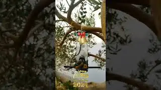Christmas Bird Feeder Video For Cats To Watch birding