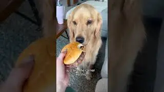 still learning what a small bite is 🥲 #goldens #dog #cutegolden #pets #foodie #smallbites