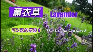 薰衣草   Lavender  花園裡種植兩種薰衣草,英國薰衣草和法國薰衣草,您喜歡那種?可以吃的花园 第8 集,(点CC看字幕)