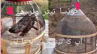 Black Teetar Voice/Kalay Teetar Ki Awaz/Black Teetar Care/Black Teetar In Winter 