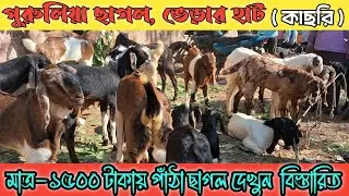 সবচেয়ে সস্তা ছাগলের হাট🐐। ছাগল,মরোগ,হাঁস ও ভেড়া  পাওয়া যাই-এই হাটে🐏 ||Purulia haat||#হাট_বাজার