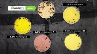 Advion Fly Granular Bait