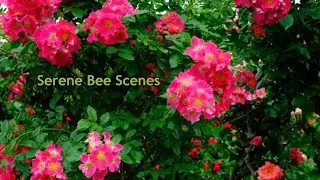 Serene Bee Scenes: A Calming Escape
