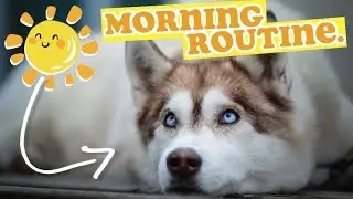 УТРЕННЯЯ РУТИНА ДЛЯ СИБИРСКОГО ХАСКИ!